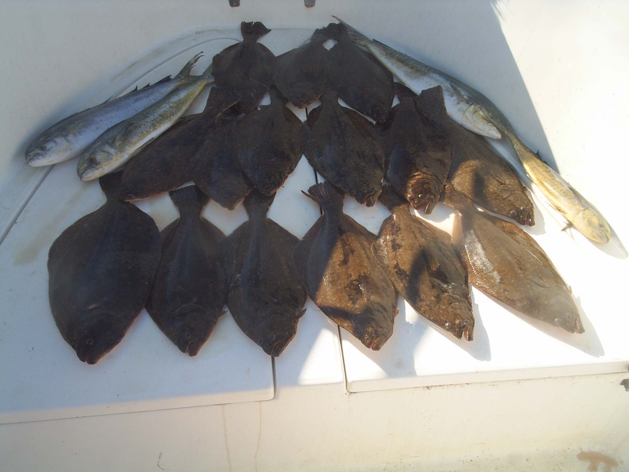 The Duke of Fluke, Keeper flounder, Atlantic City flounder, Brigantine fishing